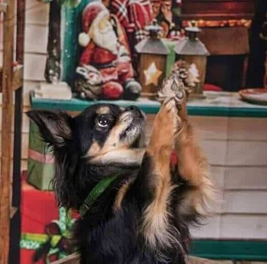 ARTICLE 3 – Un chien sous le Sapin : Une fausse bonne idée ?