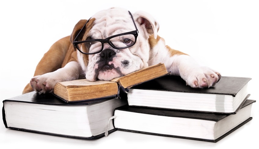 ARTICLE 4 : Le Jargon du Domaine Canin : Juste une Question de Vocabulaire ?