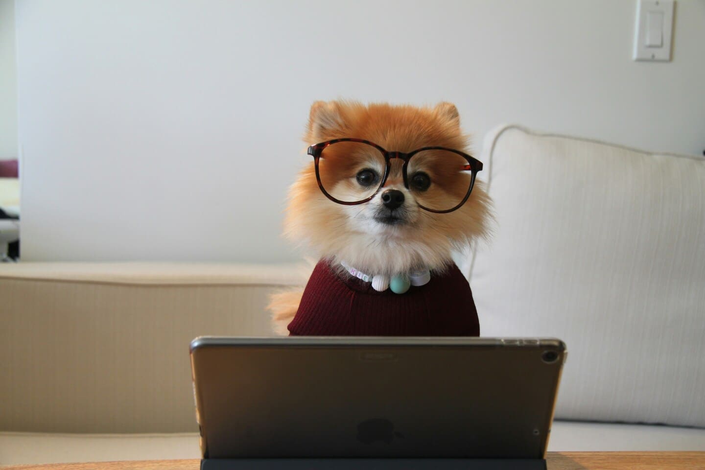 Ecole de formation en toilettage, comportementalisme et éducation canine