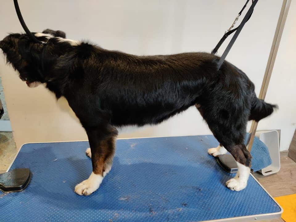 Chien sur la table de toilettage en atelier Canifed