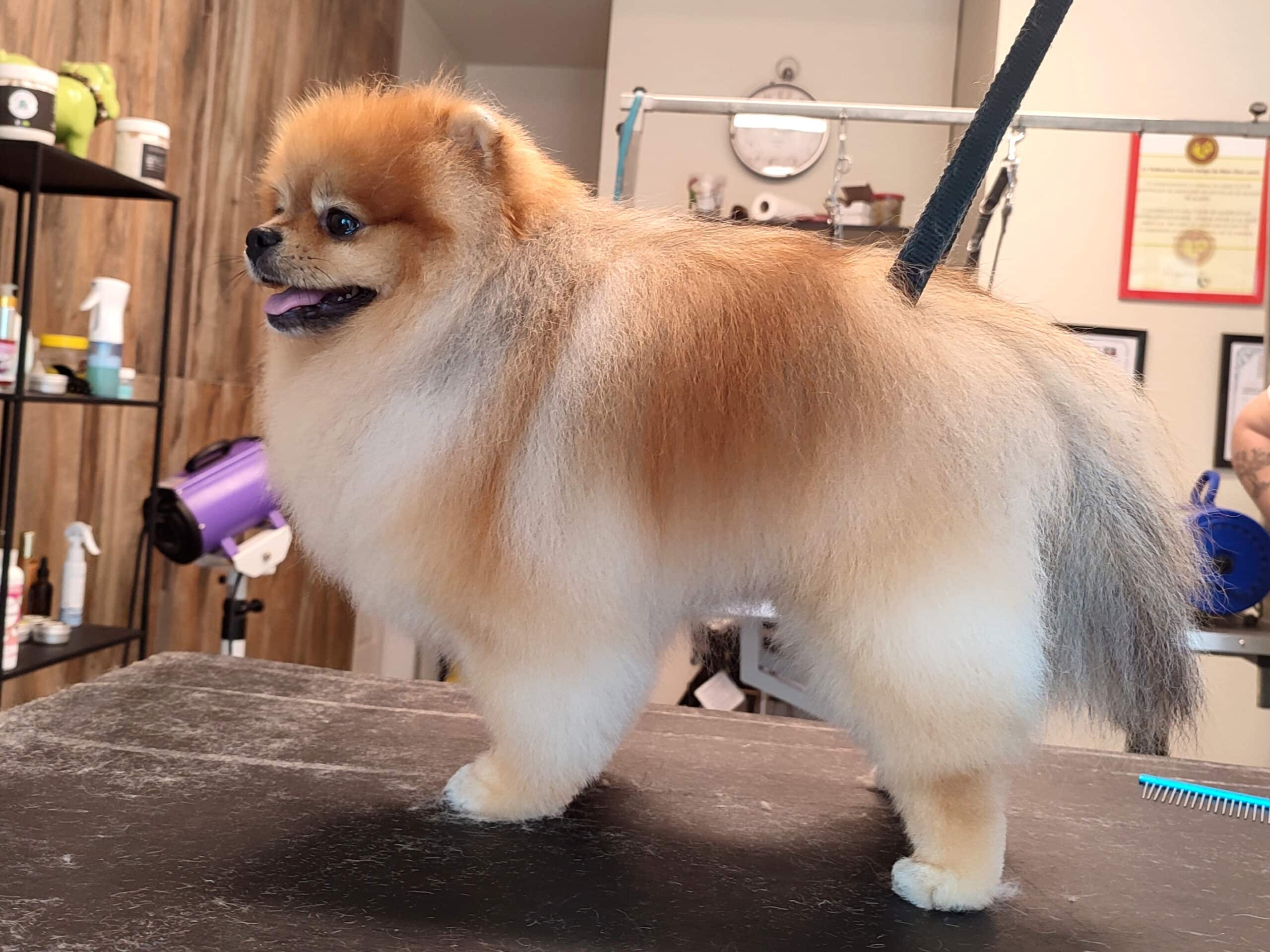 Spitz toiletté sur la table en atelier Canifed